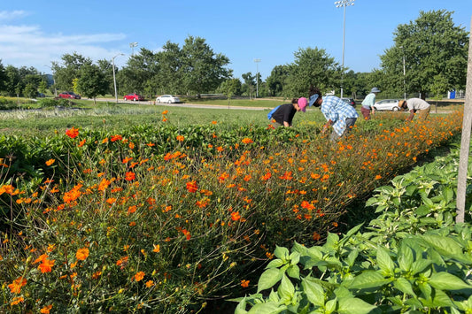 Indigo Harvest at Black Butterfly Farm, Baltimore Farm Alliance