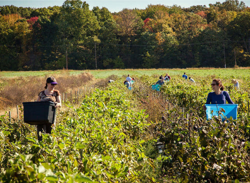 Group of people harvesting fresh vegetables from a farm