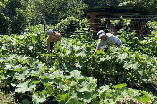 The abundance Bountiful Cities of Asheville, NC, can grow with their new fence! Volunteers Beyla Munach and Fred Dulin working in the garden