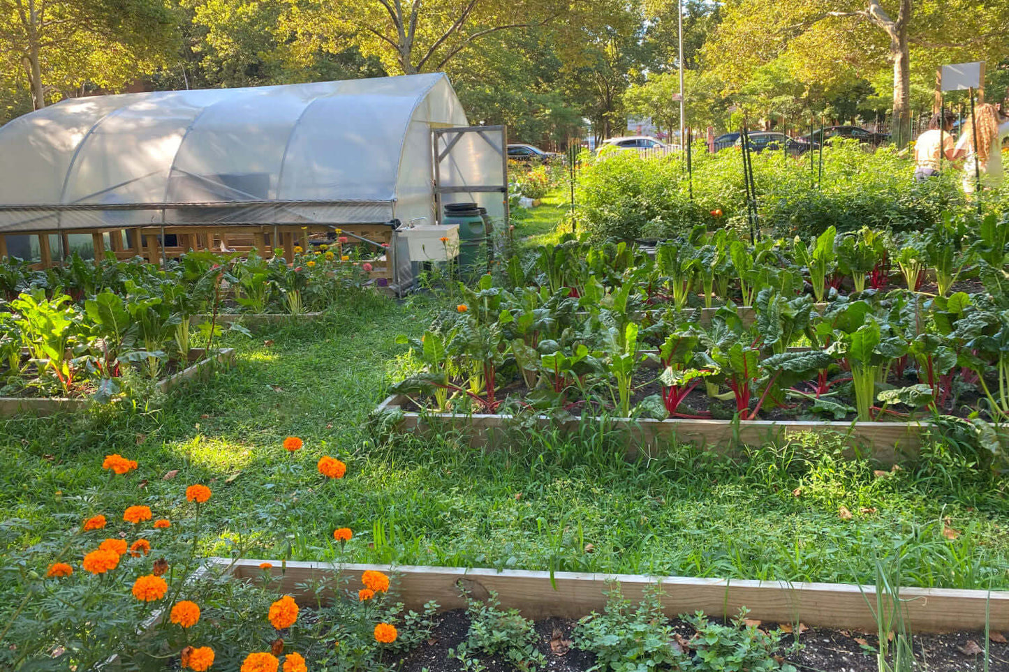 Greenhouses of United Community Centers Eastern New York Farms! in Brooklyn, New York. Photo credit: UCC