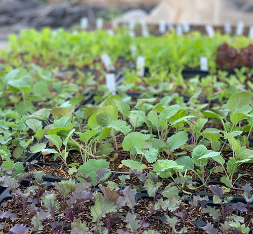 Crops grown by Common Good City Farm